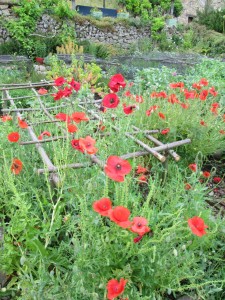 poppies july