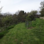 mown orchard and track
