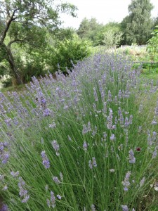 more lavender