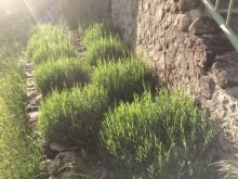 The step garden – lavender to the rescue, again