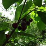 5 black cherries detail