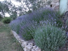 The lavender bank – designing with the best shrub