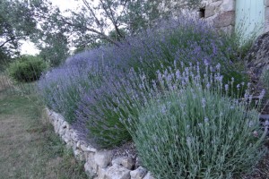 The lavender bank – designing with the best shrub