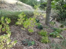 The walnut bank – a woodland garden design