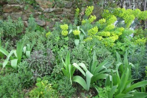 The herb garden – aiming for practical and pleasing