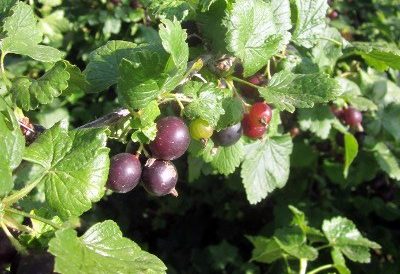 The heavenly gooseberry and a blackcurrant jam combination