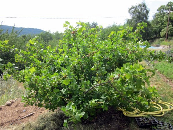 jostaberry gooseberry jam bush heavenly blackcurrant combination