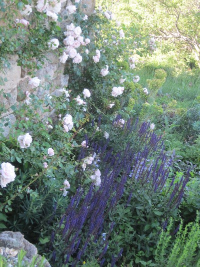 roses and salvias 2012