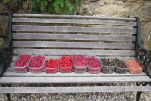 The soft fruit orchard – the food factory