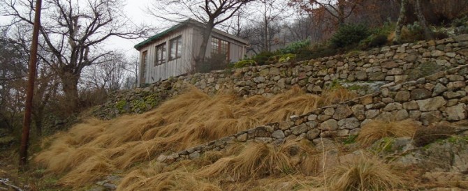 The grasses in the winter garden