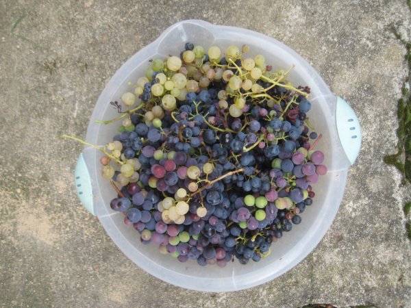 2009 grape harvest
