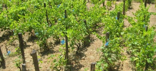 The vineyard – farming for fanatics