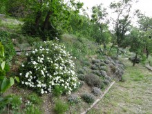 The shade garden bank – growing green walls