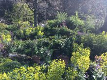 The shade garden – learning from garden design mistakes