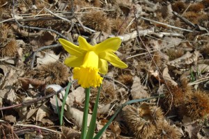The first daffodils of spring