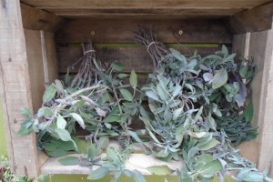 Hard pruning the sage plants