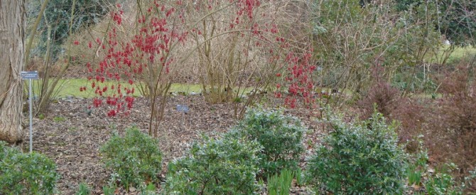 Winter visit to Wisley Gardens