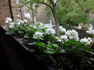 geraniums outside