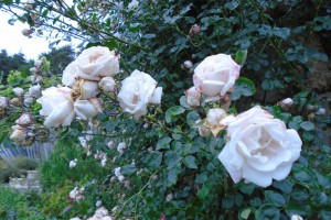 Rose New Dawn flowering