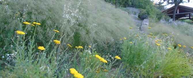 Replacing wildflowers with cultivated grasses