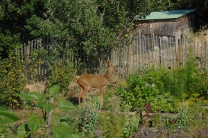 Unwanted wildlife in the potager