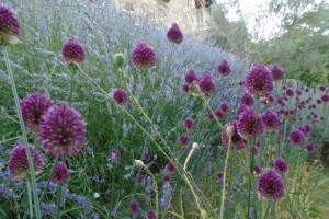 Drumstick alliums with lavender
