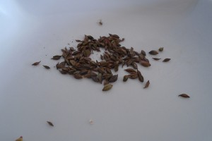 Collecting gaura seeds