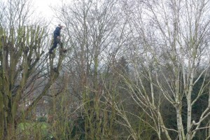 Pruning sycamores
