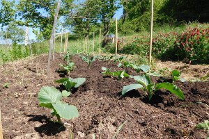 Planting up a brassica bed