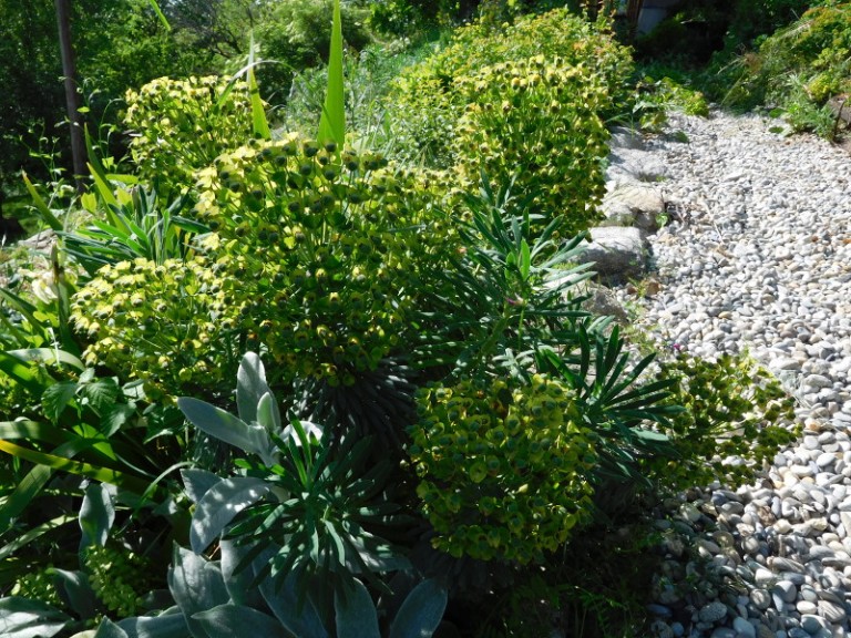 Cutting back euphorbias Lindy Sinclair