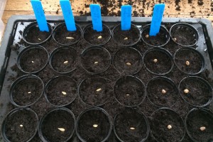 Seed sowing season begins