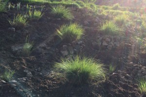 Transplanting grasses in spring