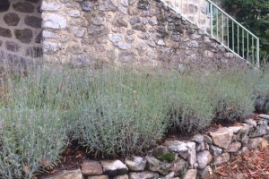 Designing with lavenders