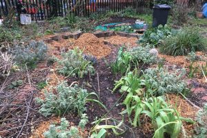 More permaculture beds