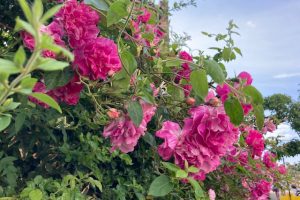 June roses