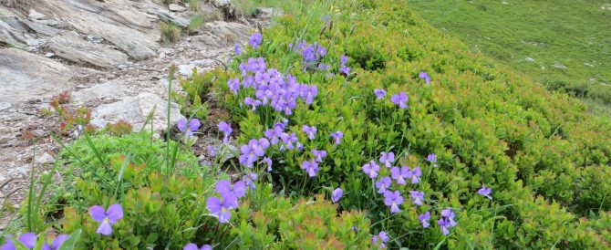 High Alpine botanising