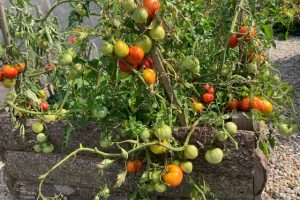 Tomatoes in a permaculture bed