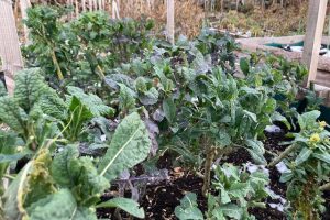 The winter potager