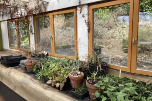 Early spring in the potting shed