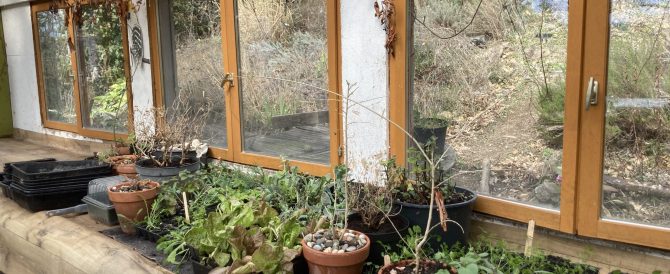Early spring in the potting shed