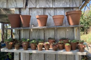 The summer potting shed