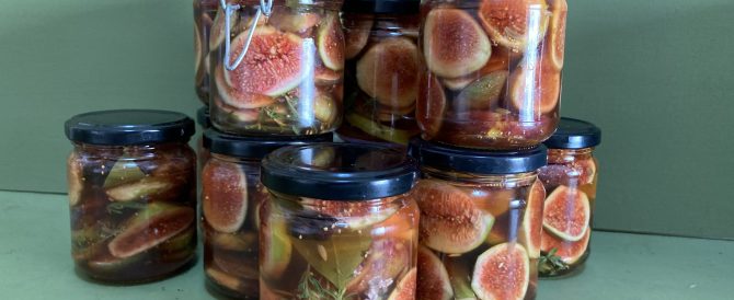 Pickled figs