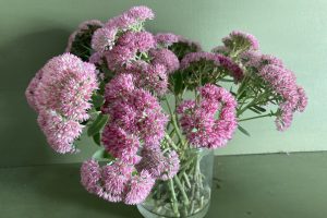 Drying sedum flowers: an update