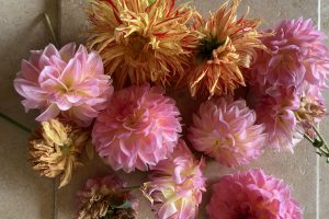 Drying dahlia flowers : part 1