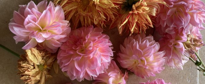 Drying dahlia flowers : part 1