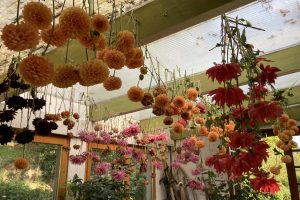 Drying dahlia flowers : part 2