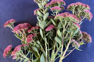 Drying Sedum flowers : the results