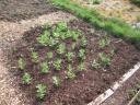 Allotment broad beans