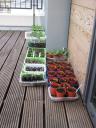 seedlings-on-balcony1.JPG