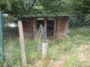 chicken-shed-before-2.jpg